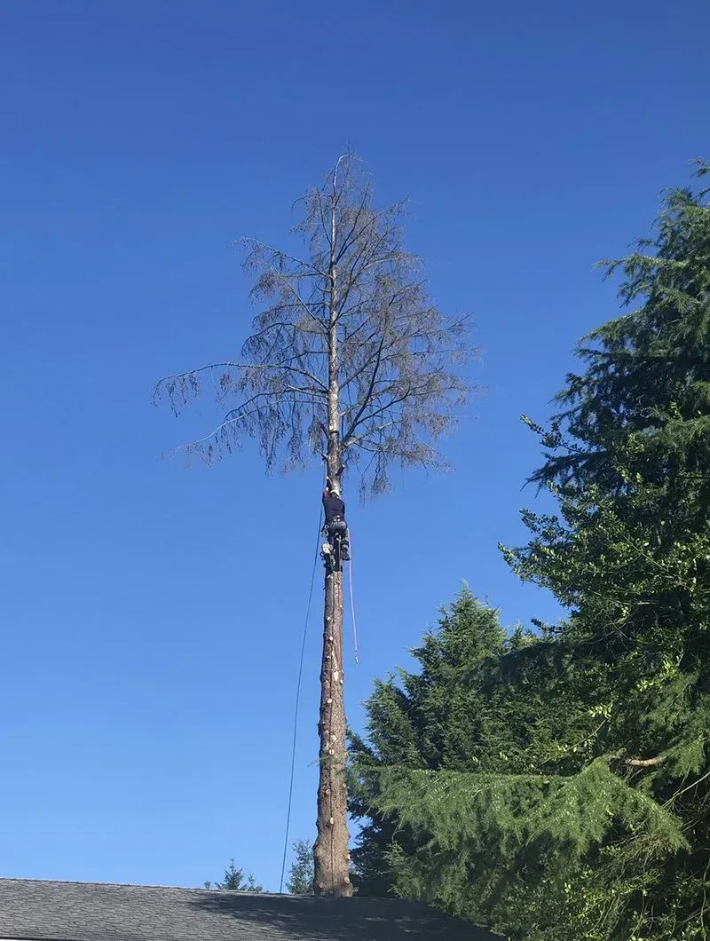 Tall dead tree with dark trunk against a blue sky, flanked by green trees.