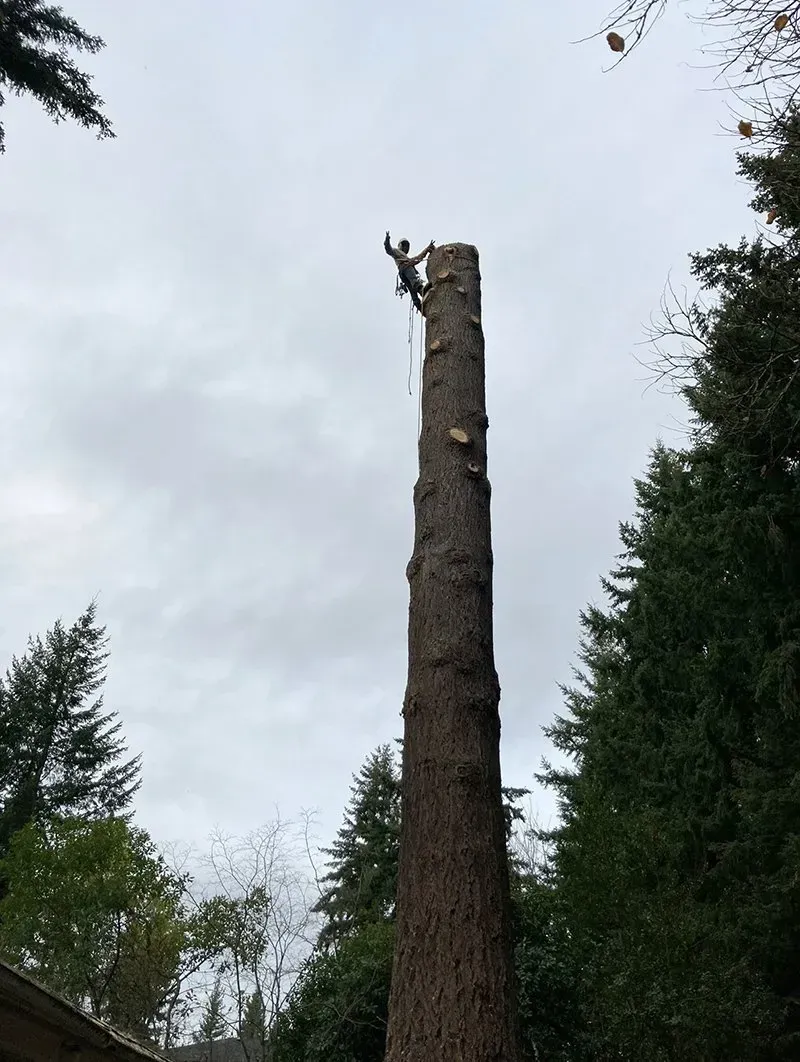 Person atop a tall tree trunk, sawing off the top section against a cloudy sky.