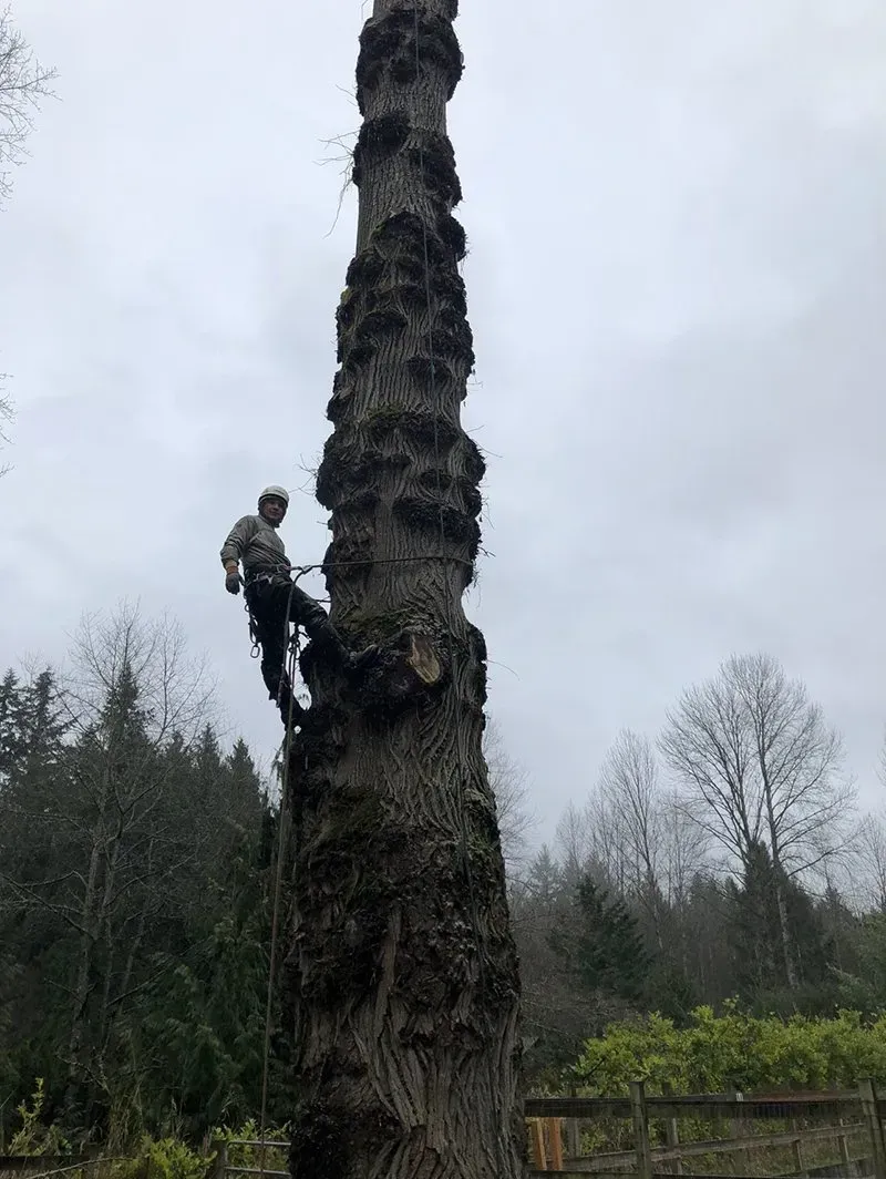 Arborist climbs a tall tree in a cloudy outdoor setting. Tree is rough barked, the arborist is attached with safety lines.