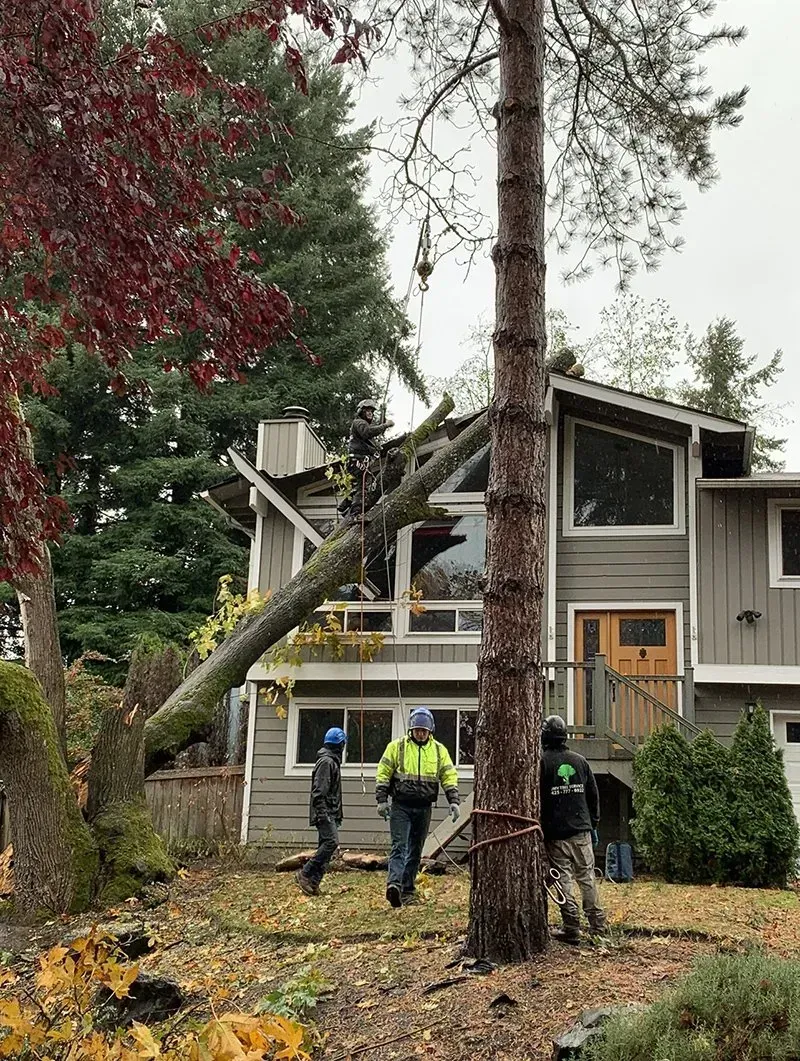 Tree trimmers working to remove a tree branch that has fallen on a house.