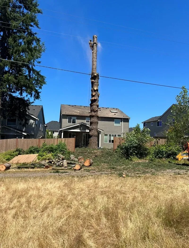 A tall, spiraled tree trunk stands near a house, in a yard with cut logs and tall grass.