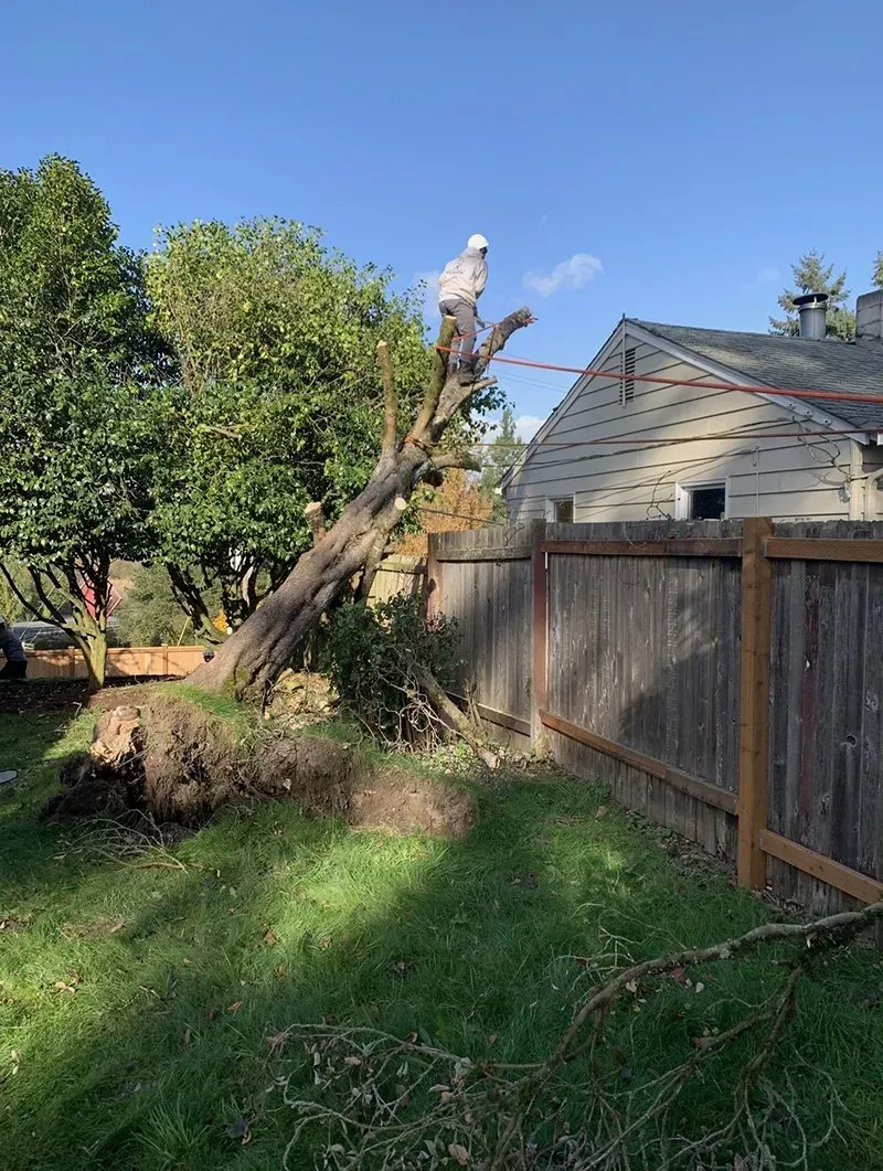 Man in hard hat cutting a tree near a wooden fence and house on a sunny day.