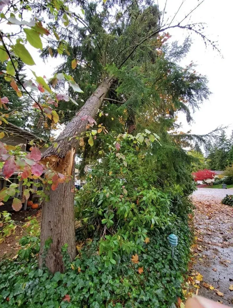 A tall tree broken near its base, leaning over dense green bushes and a sidewalk.