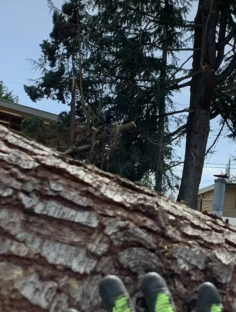 Close-up of tree bark with gloved hands in the foreground; trees and a house are in the background.