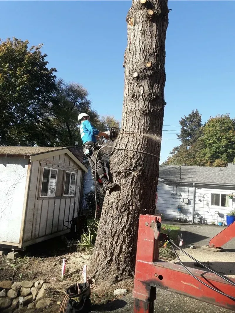 Arborist in safety gear cutting a tall tree trunk next to a small shed; sunny day.