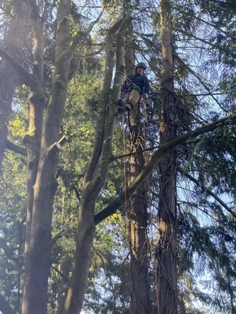Arborist in safety gear, high in a tall tree, preparing to trim branches.