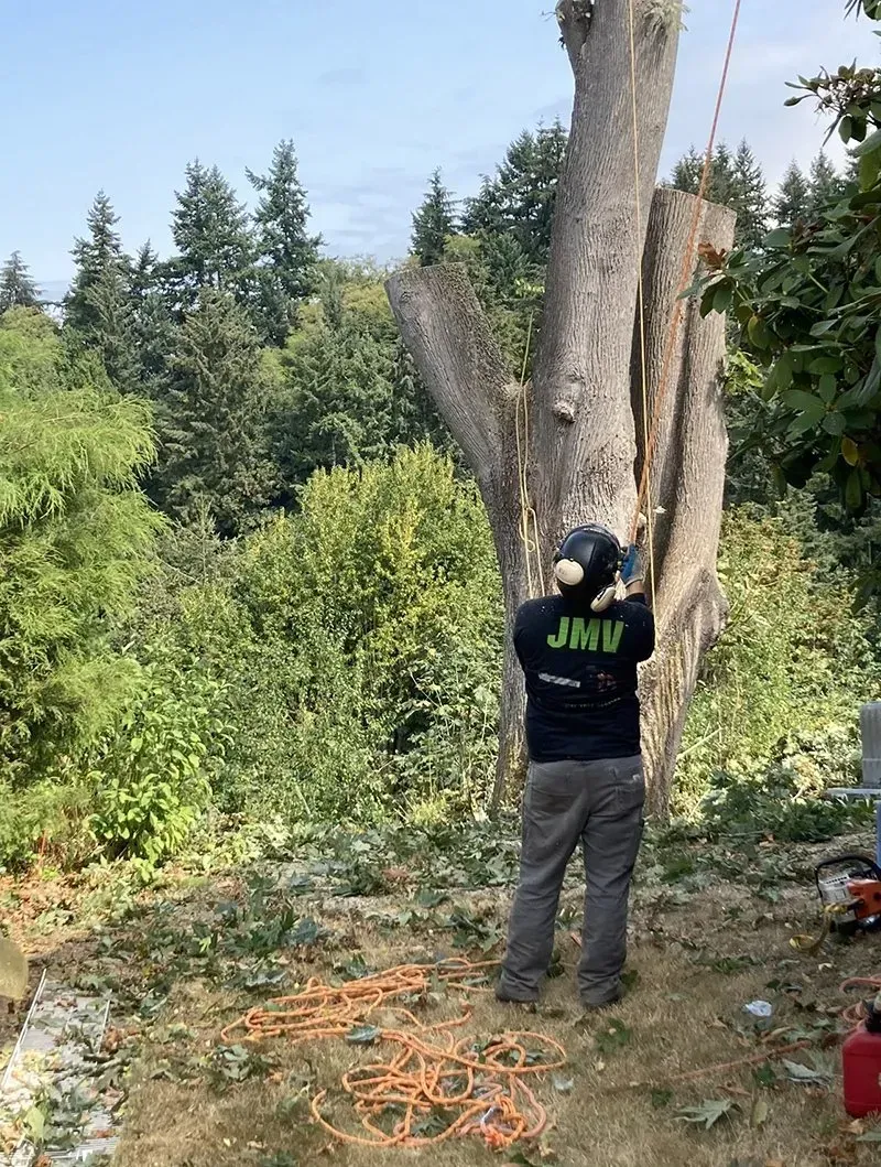 Arborist in safety gear cutting a tree, securing ropes. Green foliage and sky in the background.