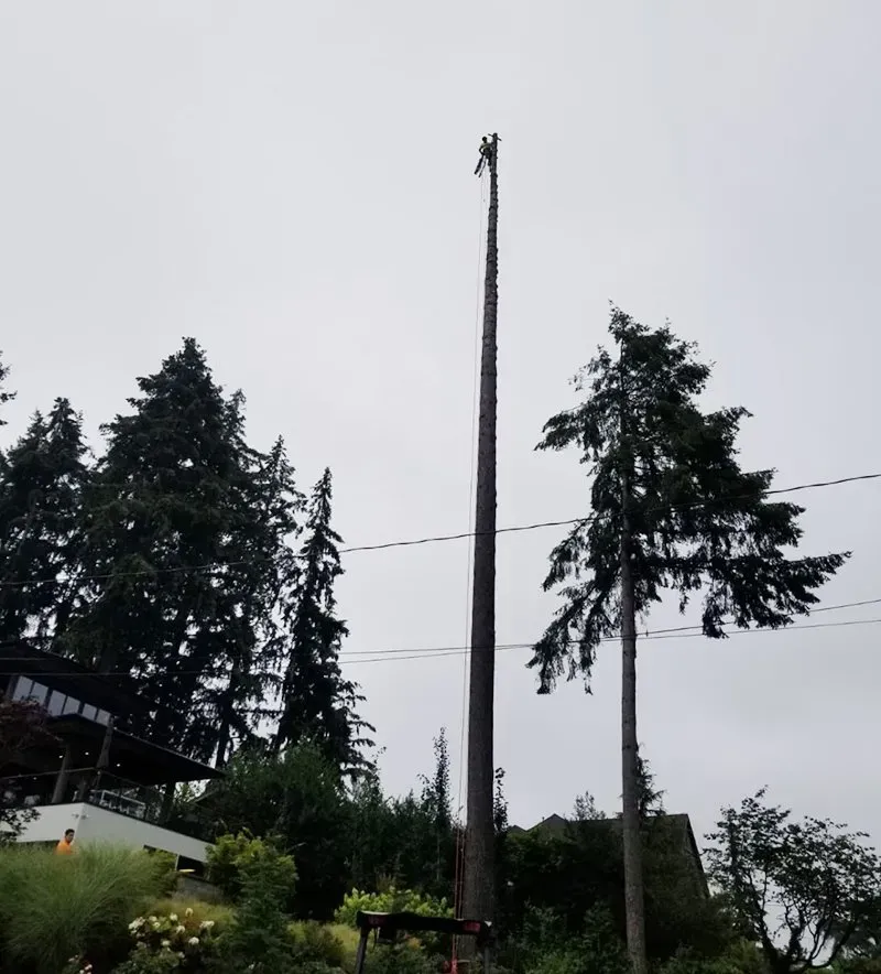 A person high in a tall, bare tree trunk, likely trimming it, with a building and other trees nearby.