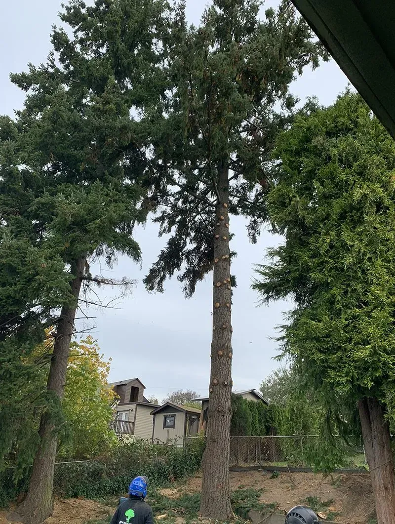 Trees with dense green foliage, one being trimmed by a worker in blue helmet, cloudy sky in background.
