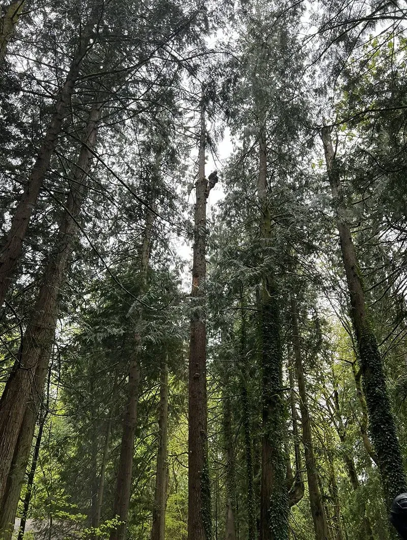 Tall trees reach towards the sky in a forest, sunlight filtering through the canopy.