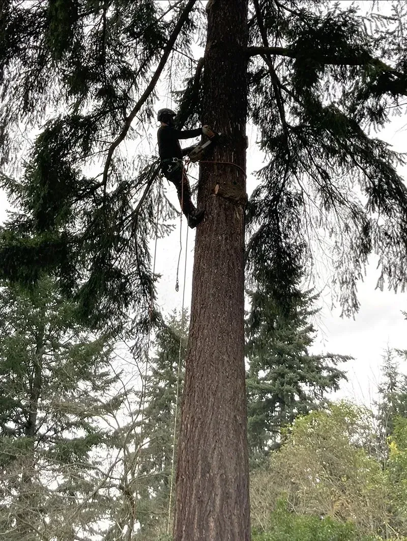 A person climbing a tall tree with ropes and safety gear.
