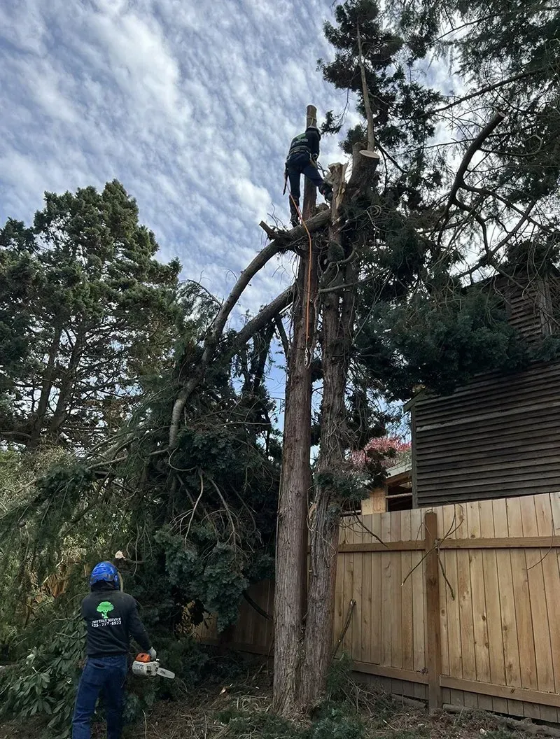 Two tree workers trimming a tall tree next to a wooden fence under a cloudy sky.