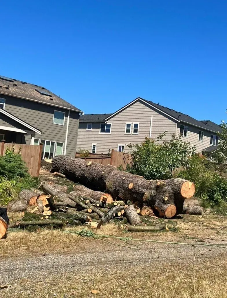 Logs of felled trees lie on the ground next to two houses with blue sky.