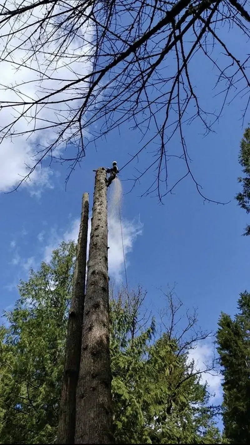 Person high in tree cuts it with a chainsaw against a blue sky, branches visible.