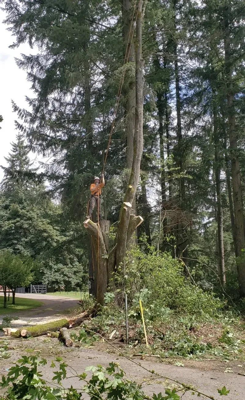 Tree being trimmed, branches and debris on the ground. Green foliage and other trees in the background.