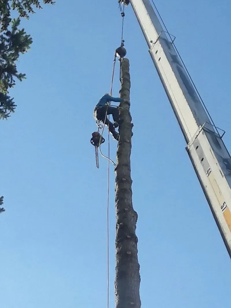 Tree service worker using a chainsaw, secured by ropes, atop a tall tree trunk, with a crane in the background.