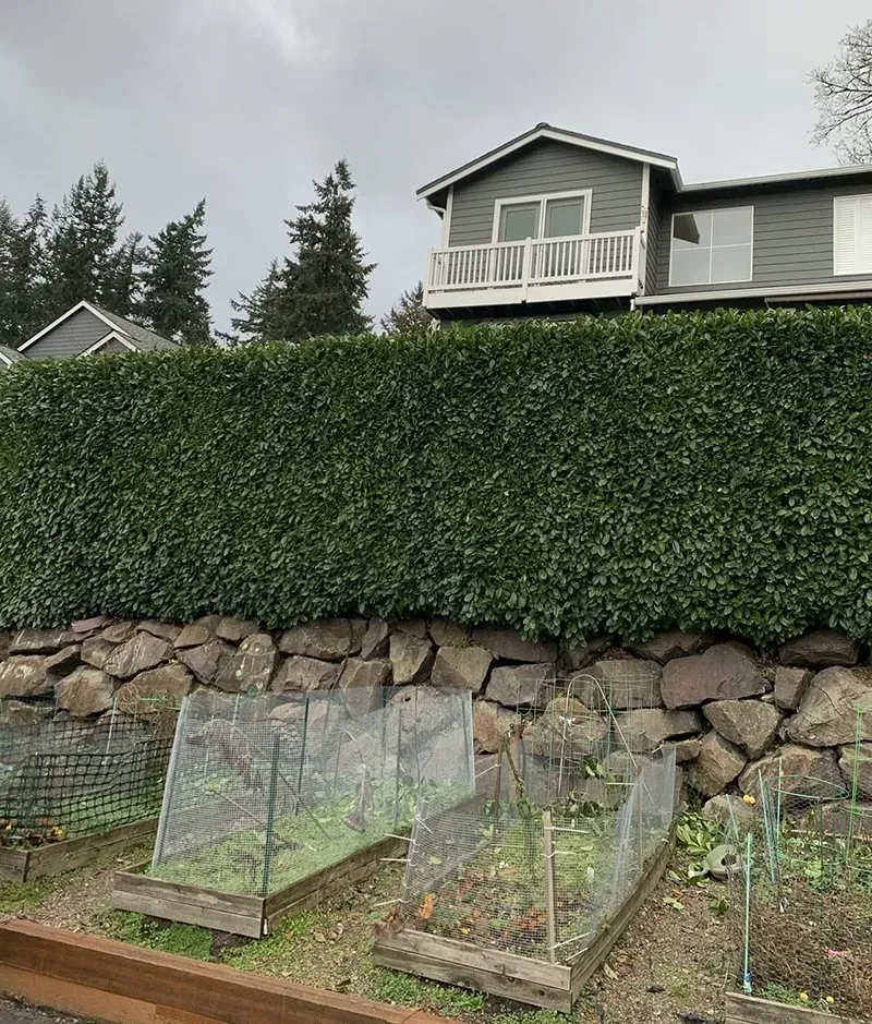 Green hedge atop a stone wall, above garden beds with wire cages. A two-story house is in the background.