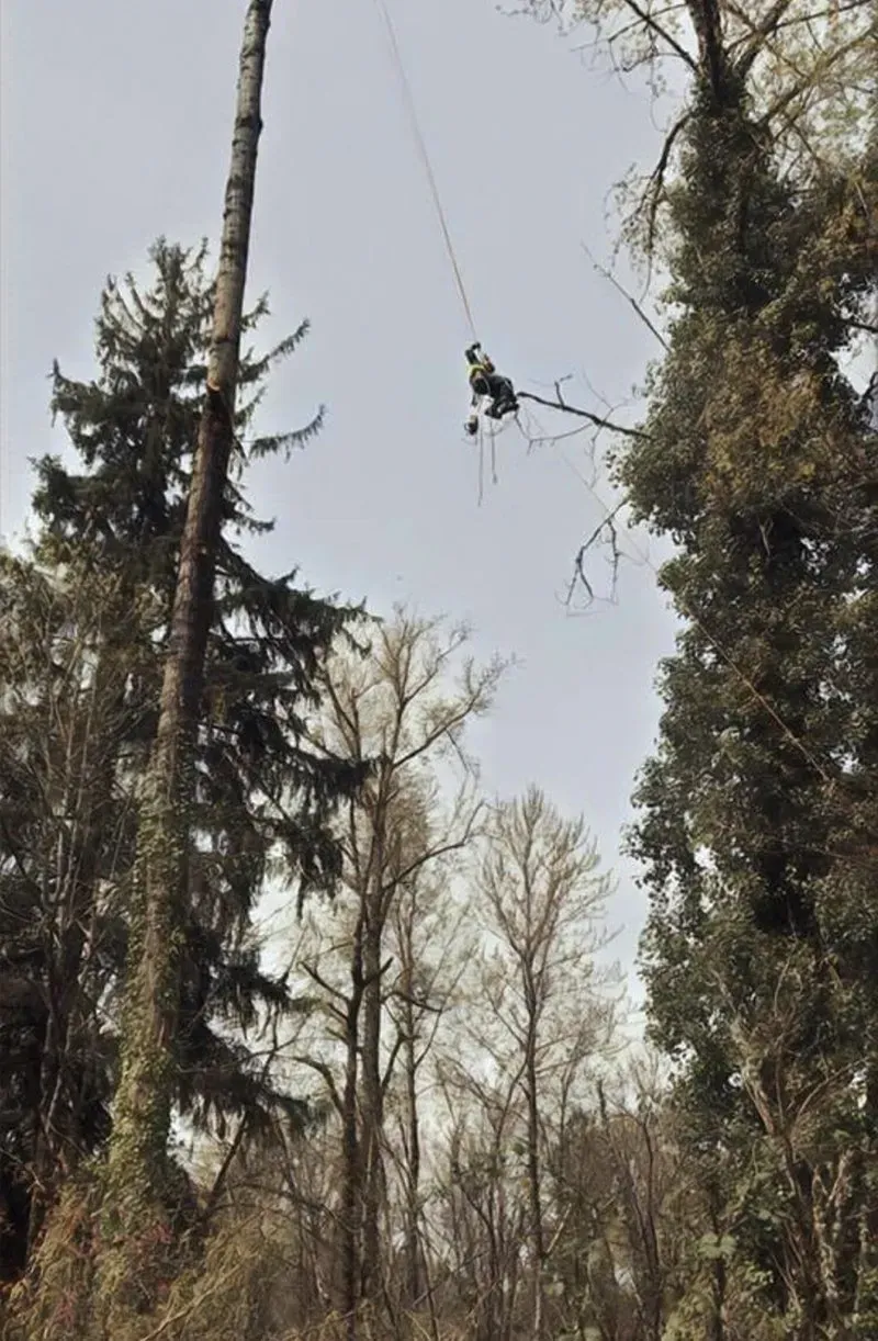 A tree worker in a tree, suspended by ropes, cutting branches. Cloudy sky in the background.
