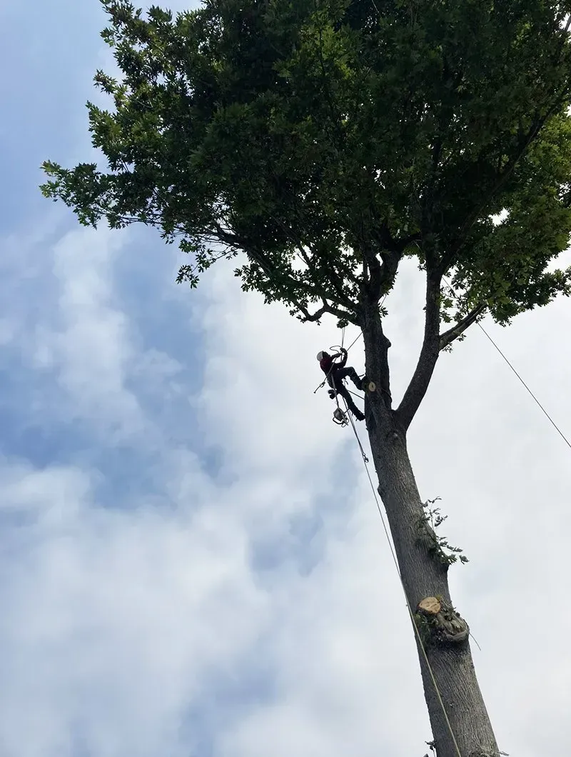 Arborist climbing a tall tree against a cloudy sky, using ropes and safety equipment to prune the branches.