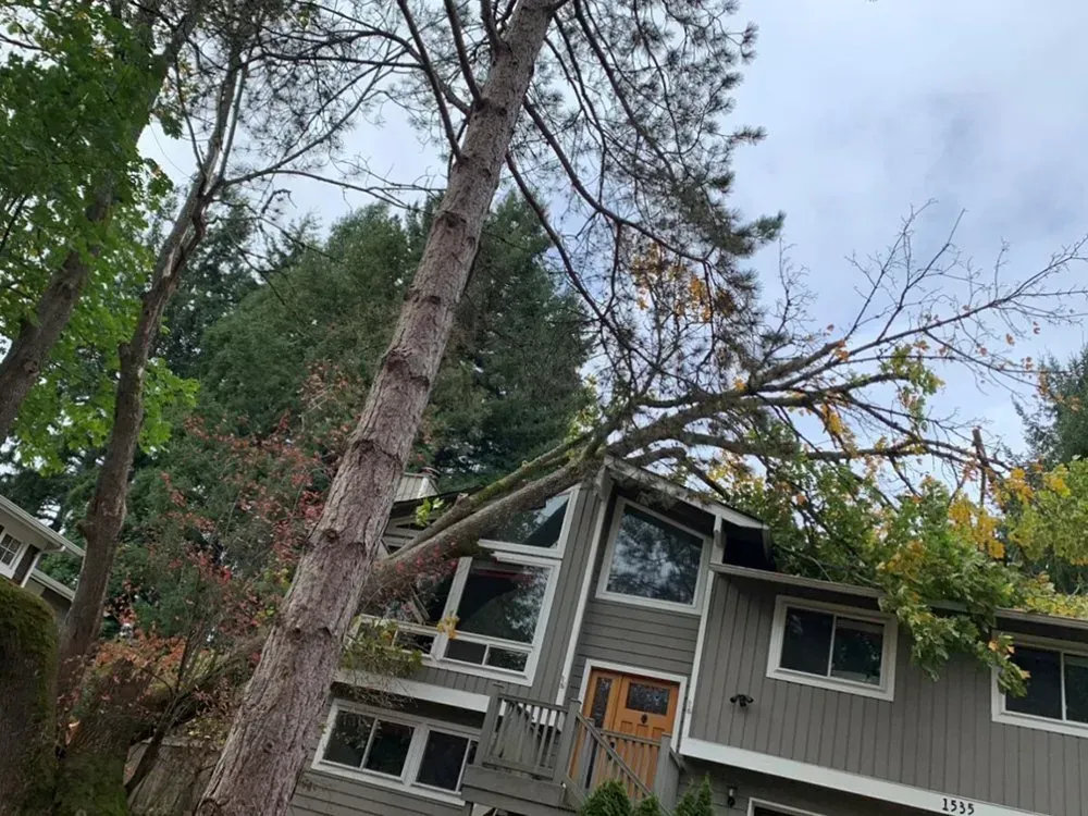 Tree branch resting on a gray house roof with windows. Tall trees frame the house against a cloudy sky.