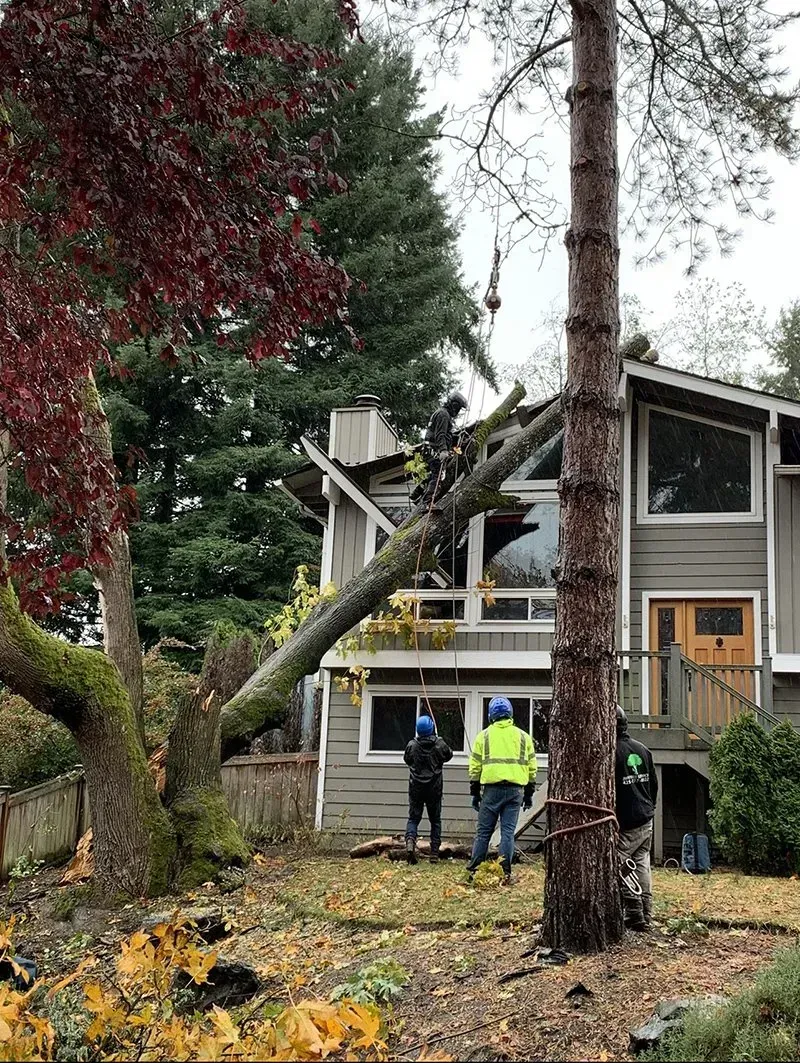 Tree fallen on house; workers in blue and yellow vests assess damage.
