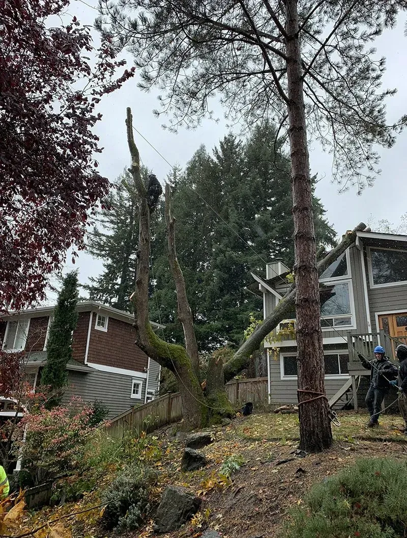 Tree being trimmed near houses; workers use ropes. Overcast day.