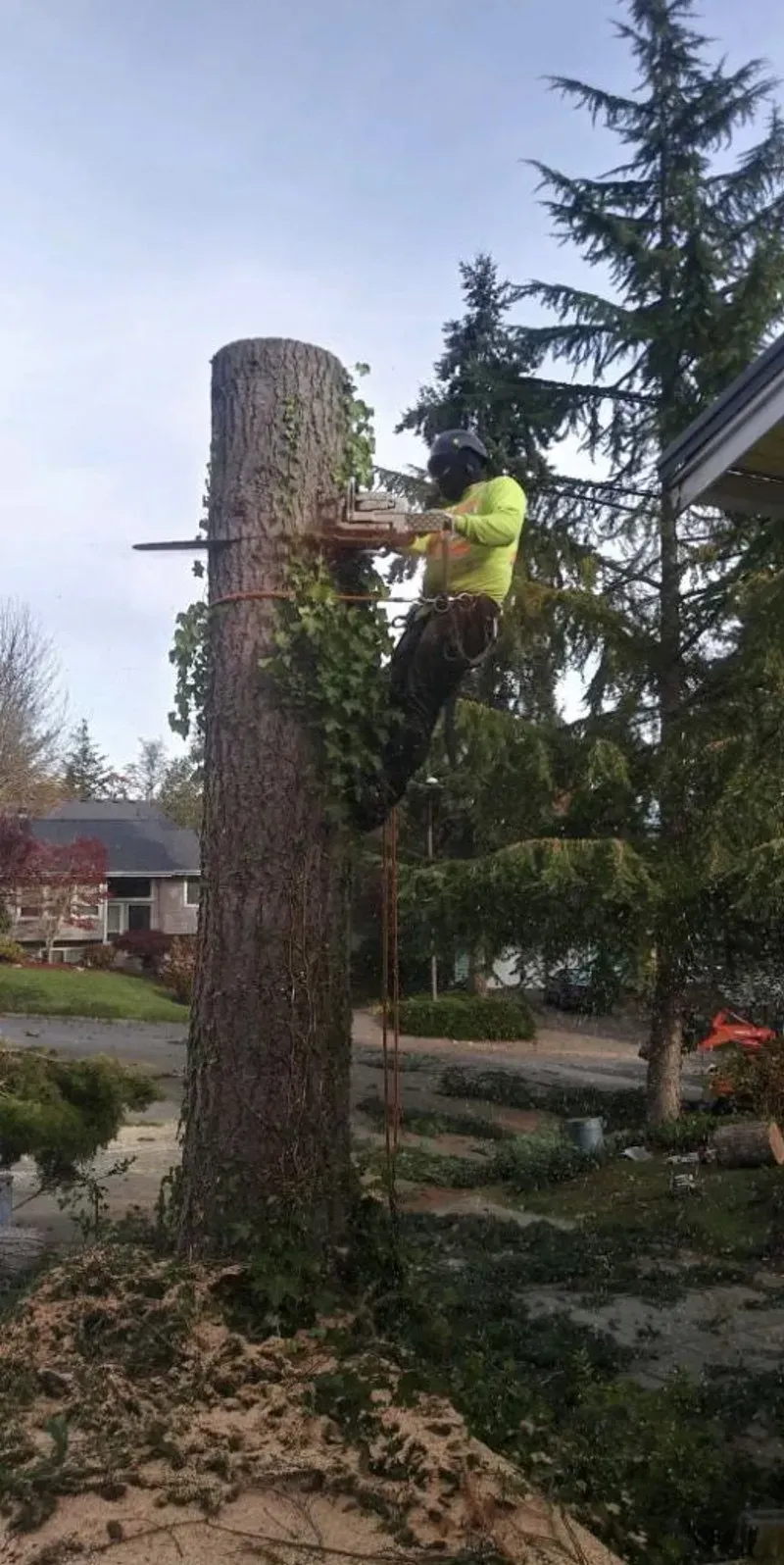 A person in safety gear using a chainsaw to cut a tree trunk. Ivy grows on the tree.