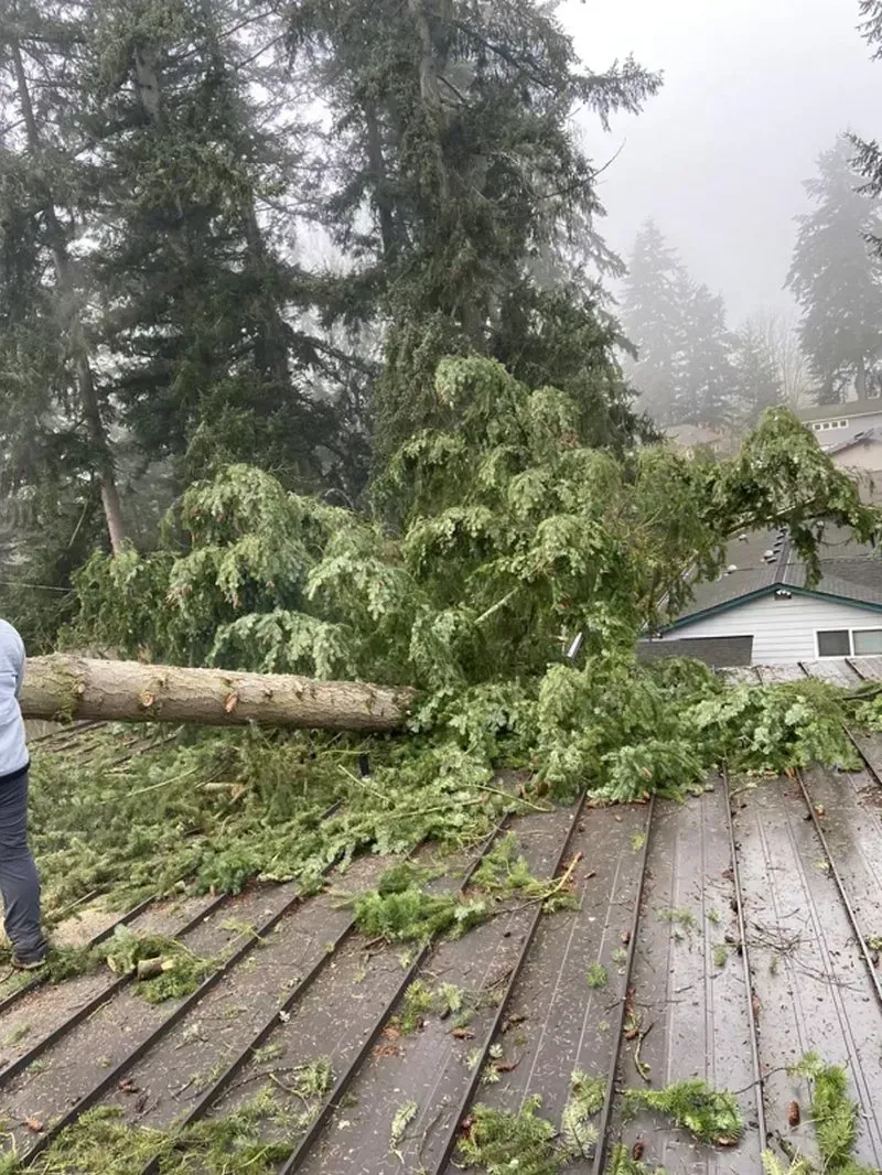 A fallen tree on a house roof. Debris covers the roof, a person stands nearby. Overcast, outdoor setting.