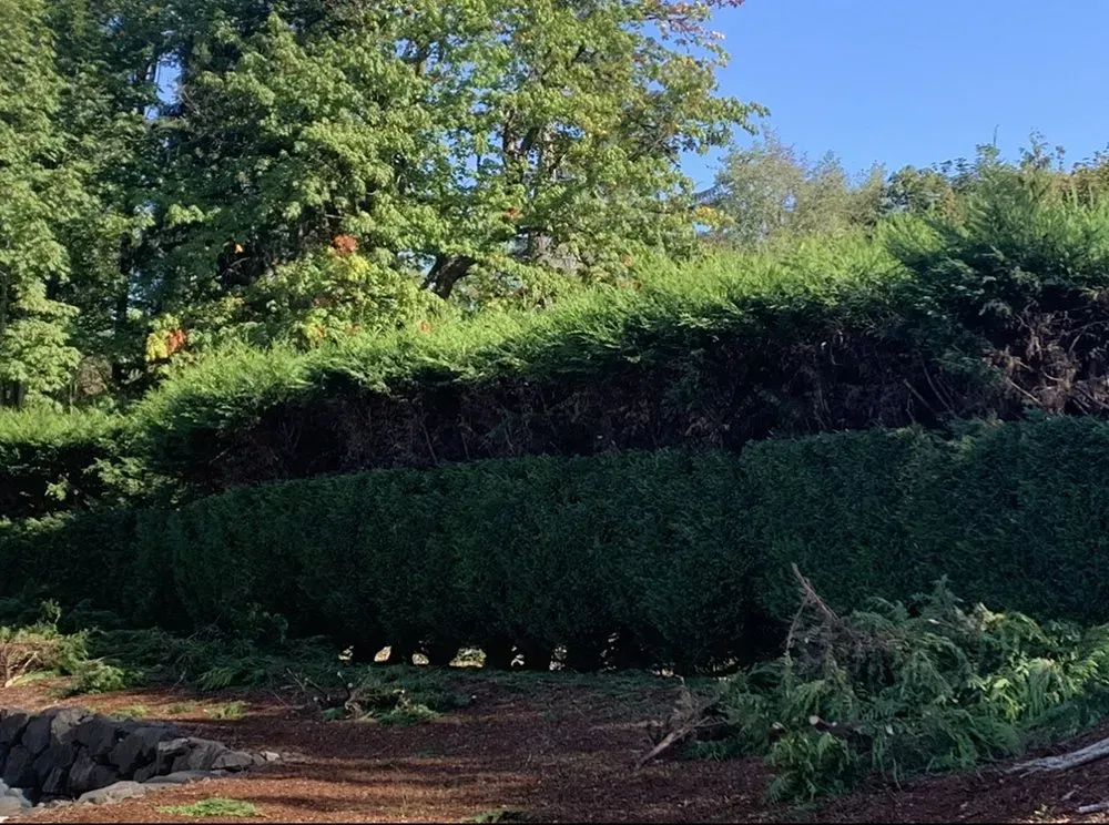 A trimmed green hedge in a park-like setting with trees and a blue sky in the background.