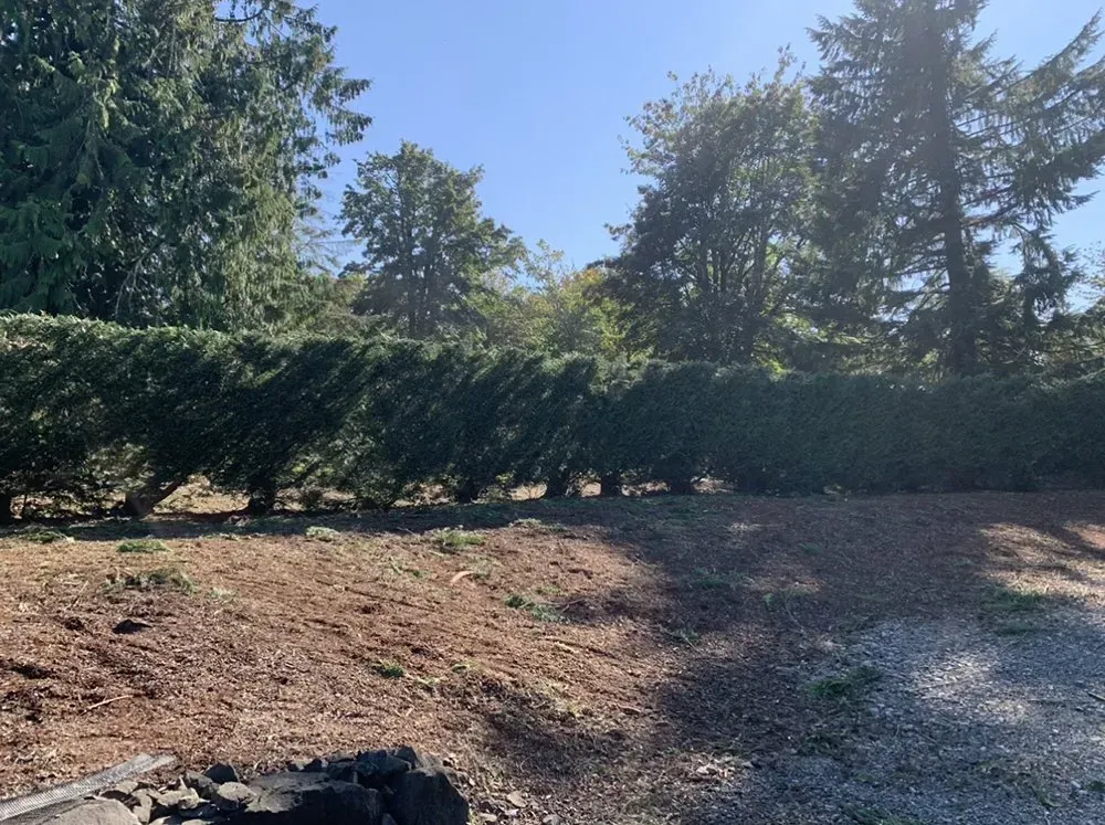 Green hedge along a dirt slope with trees and blue sky background.