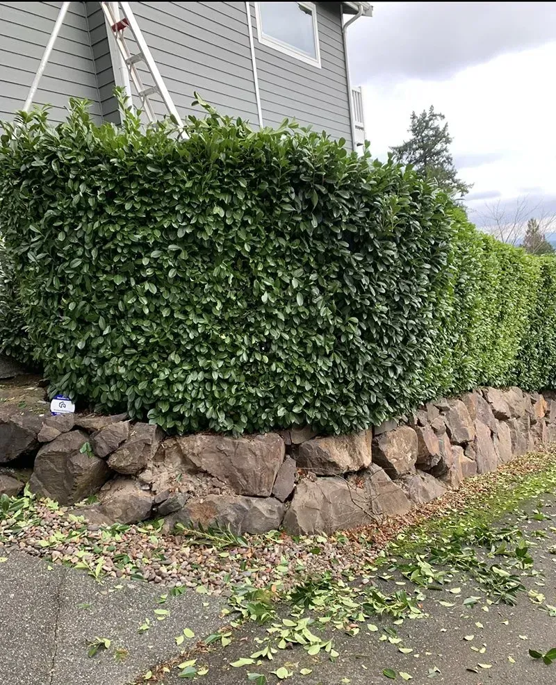 A dense, green hedge atop a stone wall, with trimmed leaves on the ground and a ladder leaning against a gray house.