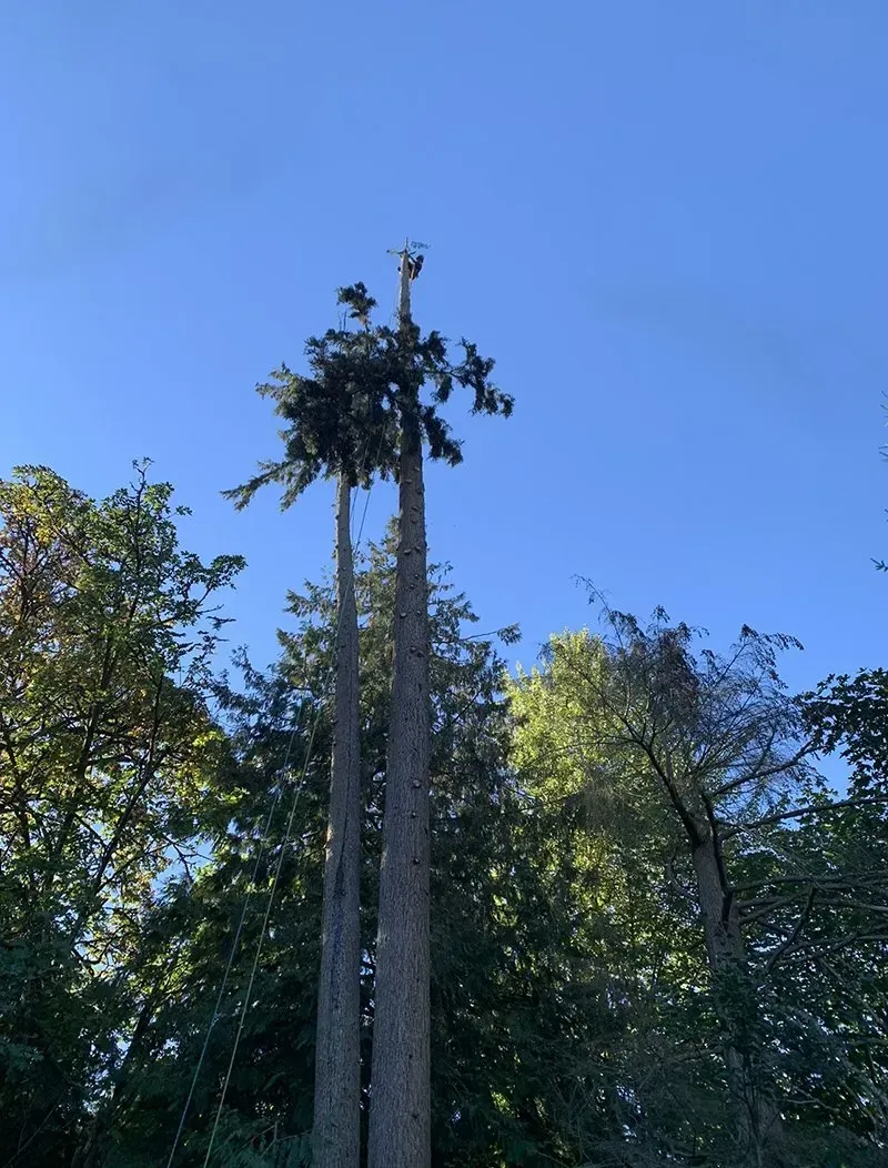 Tall trees with green foliage against a bright blue sky.