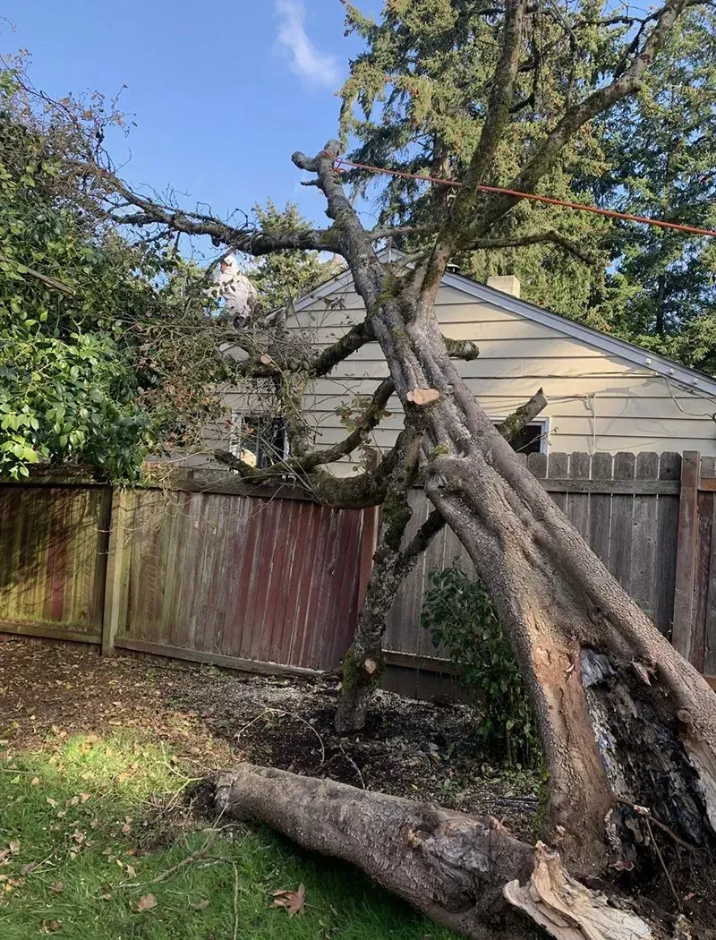 Fallen tree leaning against a wooden fence and house in a backyard. Sunlight.
