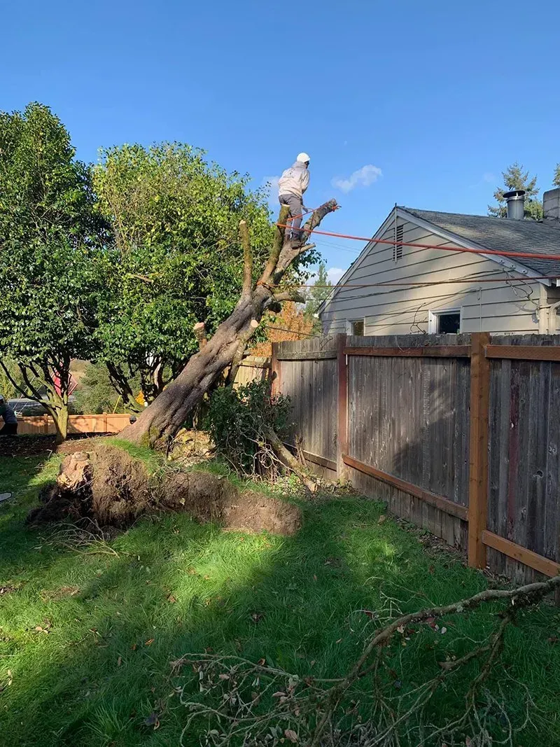 Arborist cutting down a tall tree in a backyard, near a fence and house, sunny day.