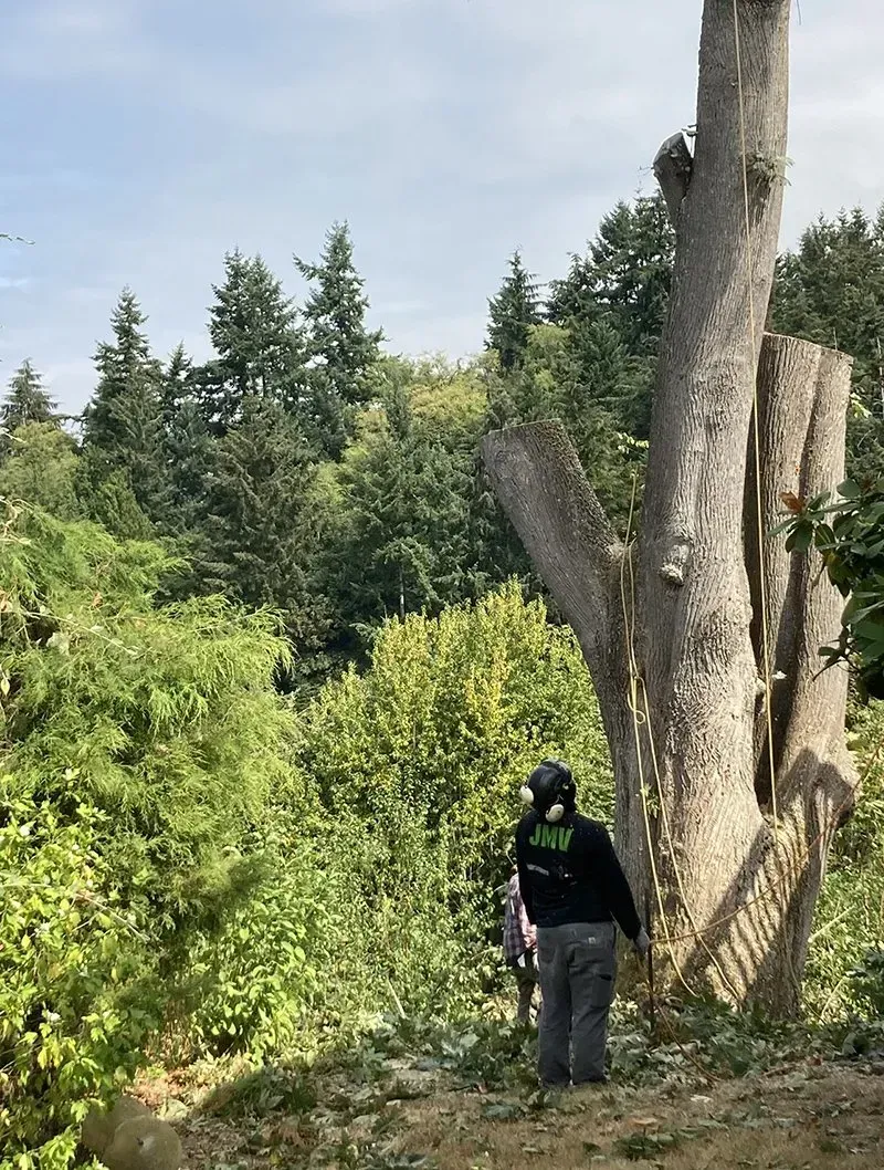 Person in safety gear near a partially cut tree, overlooking a forested hillside.