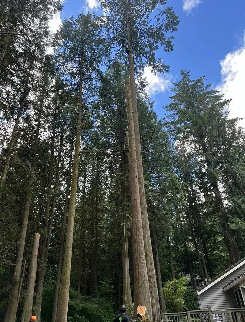 Tall trees being cut down, bright blue sky with wispy clouds, a person at base with chainsaw.