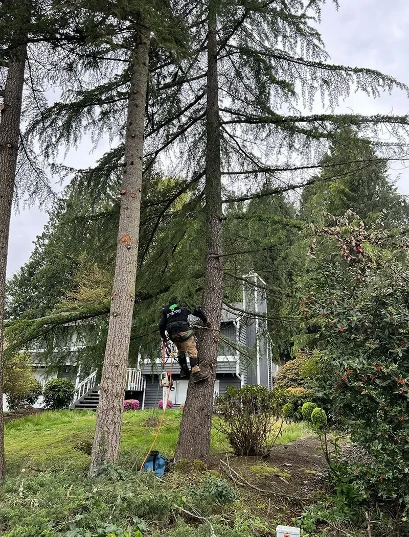 A person in safety gear climbing a tall tree with a house in the background. Overcast sky.
