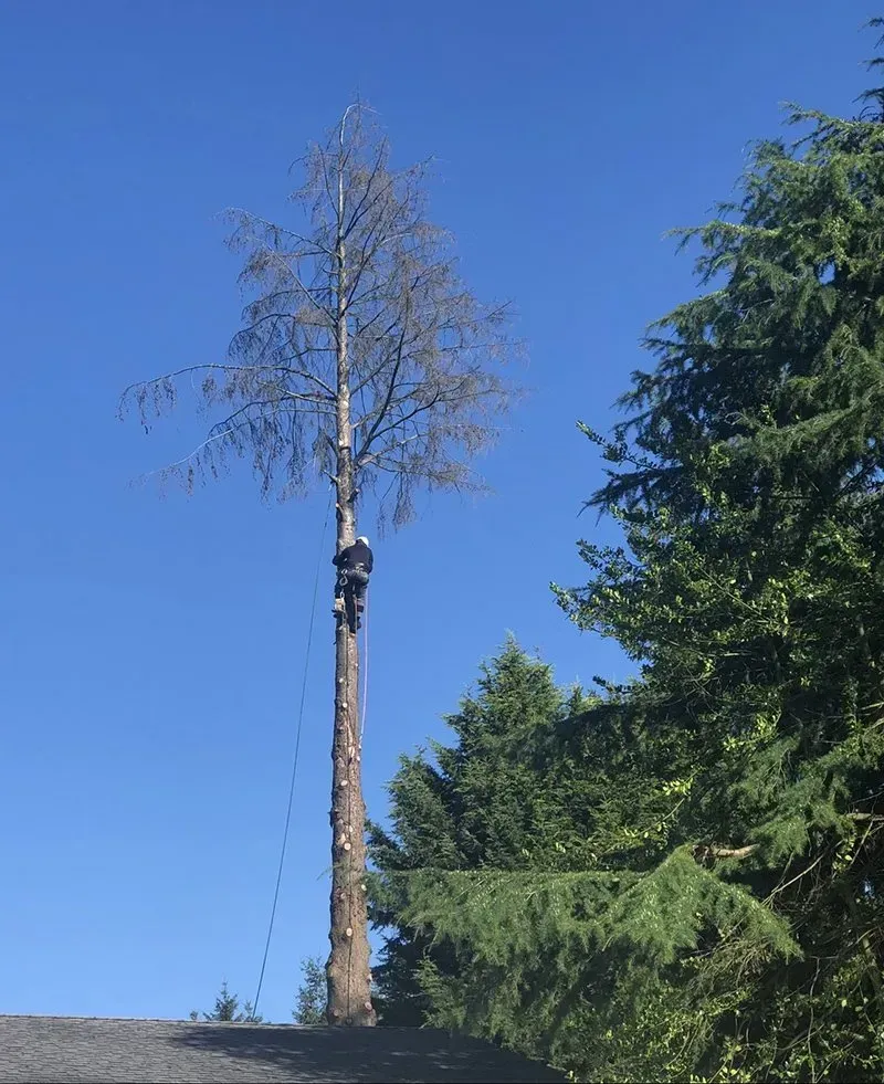 Person in a tree, cutting limbs. Tall birch tree against blue sky, with evergreen trees on the right.