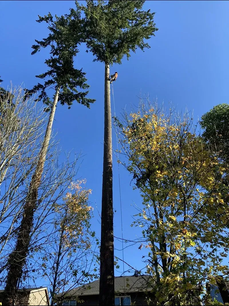 A tall tree being trimmed by a worker, with a house and other trees in view, under a blue sky.