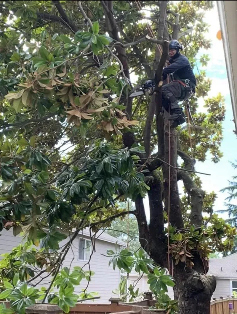 Arborist in a tree, trimming branches with a chainsaw. The tree is near a house and fence.