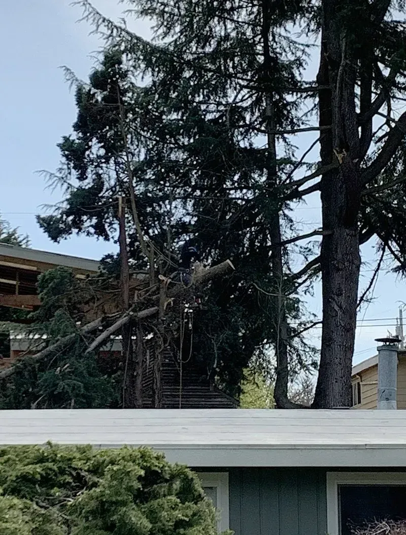 Tree branches fallen on a house, with a dark tree trunk to the right. Green bushes in the foreground.