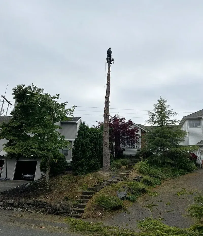 A person on a tall tree stump, working. Houses and greenery are in the background, overcast sky.
