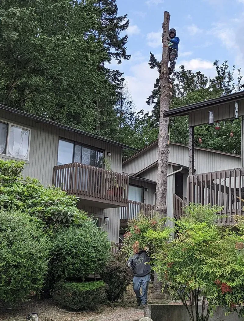 Tree removal: Arborist atop tree trunk, another on the ground near two-story buildings, working in residential area.