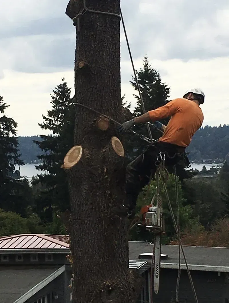 Arborist in orange shirt, cutting a tall tree trunk with a chainsaw, set against a lakeside backdrop.