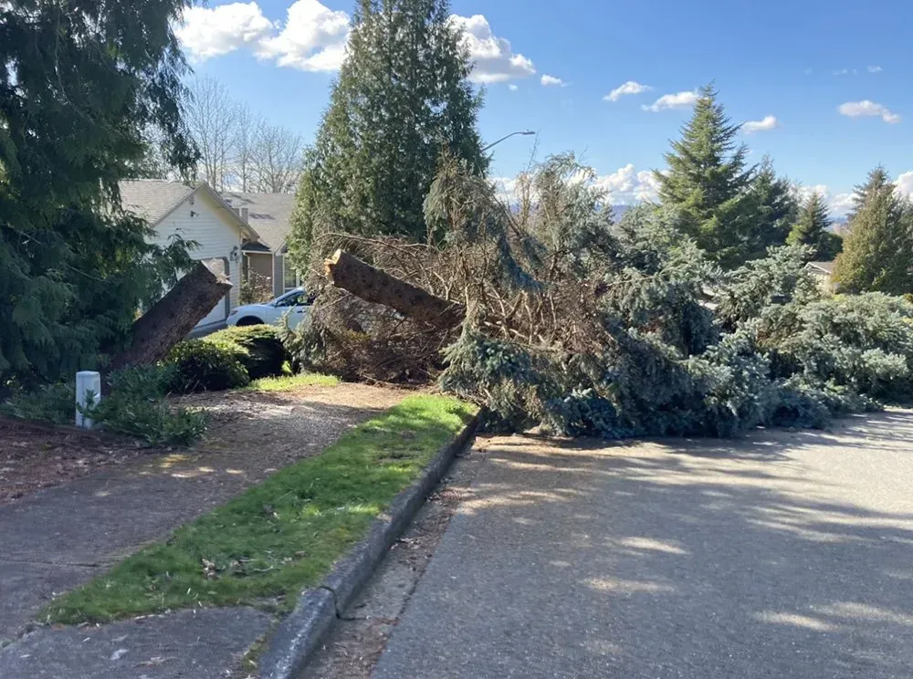 Fallen tree blocking a residential street; the tree lies across a lawn and sidewalk in front of a house.