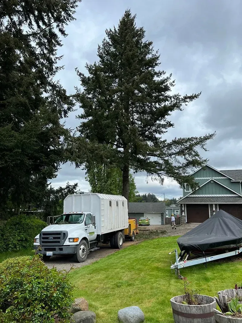 White truck parked on a grassy yard, near a large tree and a house. Overcast sky.