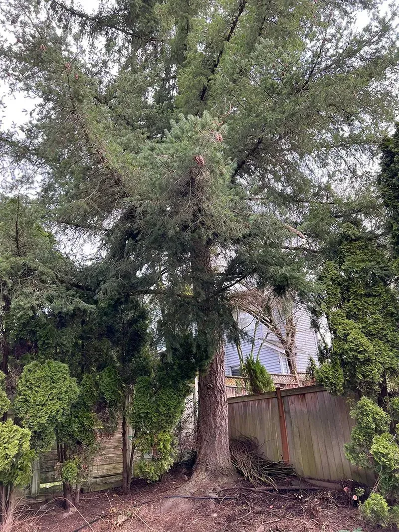 A large evergreen tree with a textured trunk, surrounded by smaller bushes, in an outdoor setting.