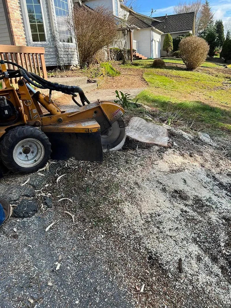 A stump grinder removing a tree stump in a yard, producing wood chips.