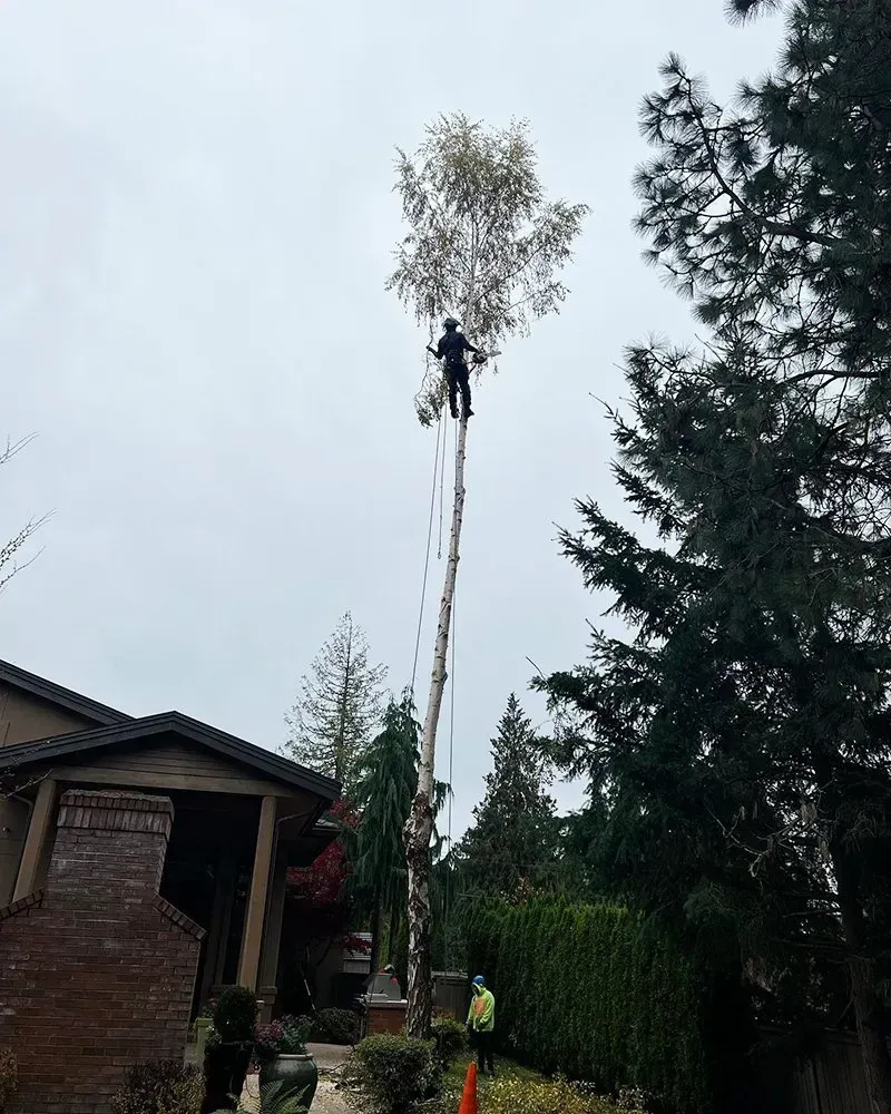 Tree trimmer atop a lift cutting branches, near a house and other trees, under an overcast sky.