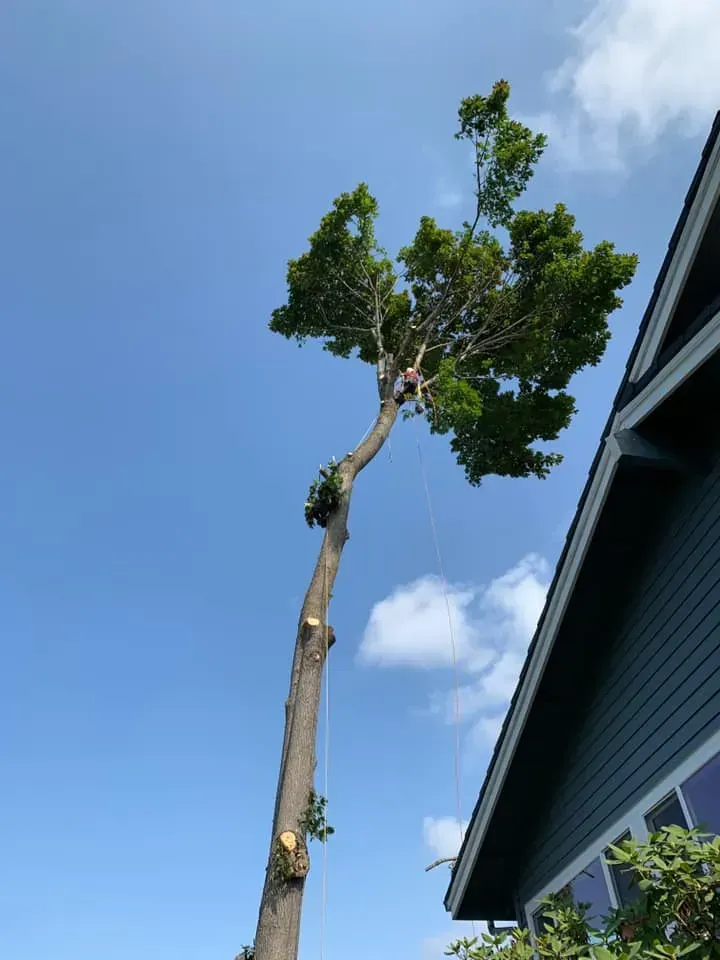Arborist in a tall tree, trimming branches. Blue sky, green foliage, side of a house visible.